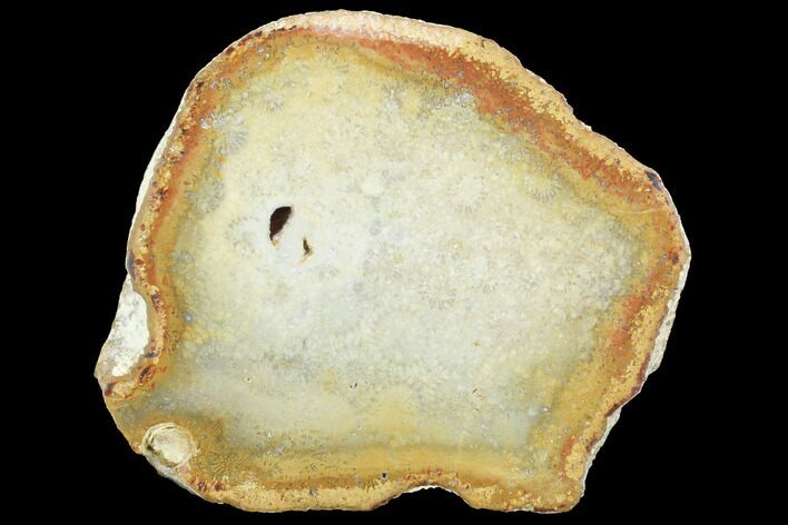 Polished, Fossil Coral Section - Indonesia #121946
